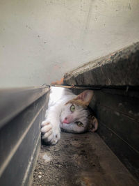 High angle portrait of cat by wall