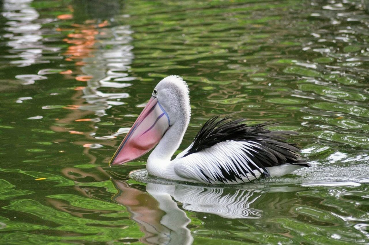 SWAN IN LAKE