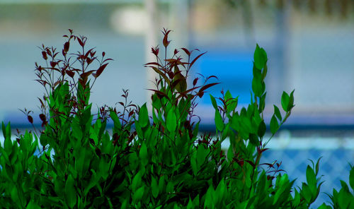 Close-up of plants against sea