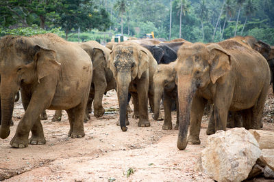 View of elephant