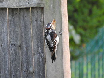 Close-up of woodpecker bird on wood post