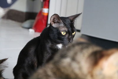 Portrait of black cat sitting at home