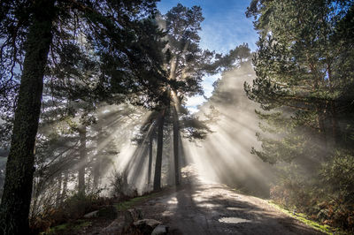 Road amidst trees against sky