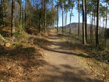 Dirt road passing through forest