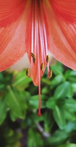 Close-up of red flowering plant