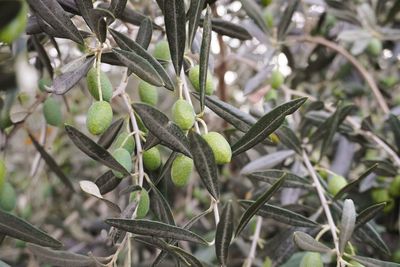 Close-up of fruit growing on tree