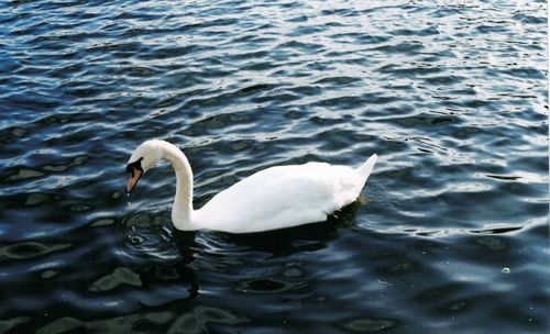 Swan swimming in lake