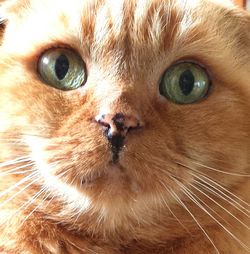 Close-up portrait of cat