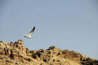 Low angle view of seagull flying