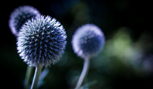 Close-up of purple flowers blooming outdoors