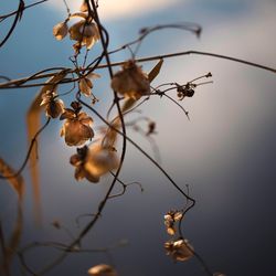 Close-up of wilted plant against sky