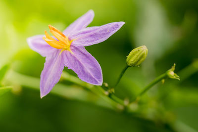 Close-up of purple flowering plant