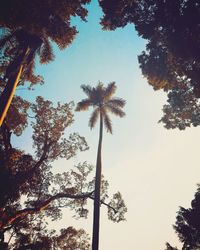 Low angle view of silhouette trees against clear sky