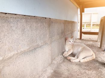 Cat sitting on wall