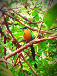 Birds perching on branch