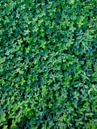 Full frame shot of green leaves