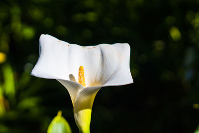 Close-up of white day lily blooming outdoors