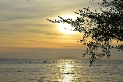 Silhouette tree by sea against sky during sunset