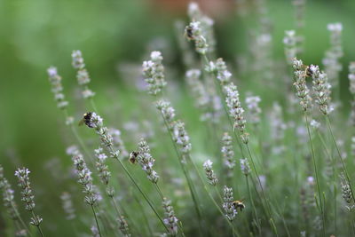 Close-up of bee on flower