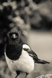 Close-up portrait of bird perching outdoors