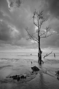 Bare tree on shore against sky during winter