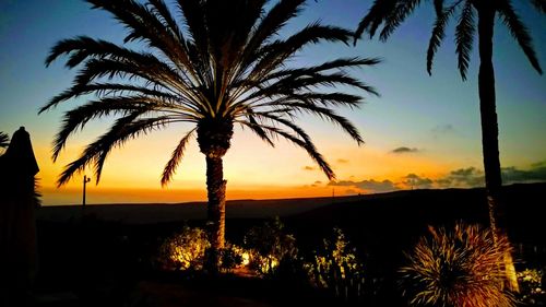 Silhouette palm trees against sky during sunset