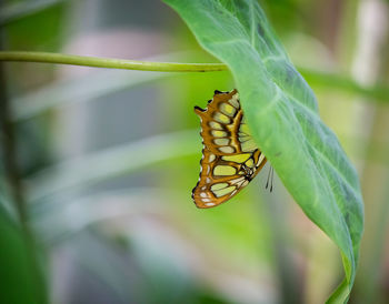 Butterfly on leaf