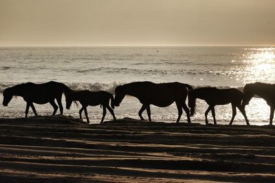 Side view of silhouette horses at sandy beach during sunset