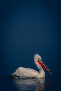 Close-up of pelican