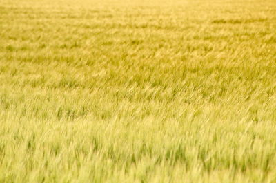 Full frame shot of corn field