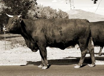 Cow standing outdoors