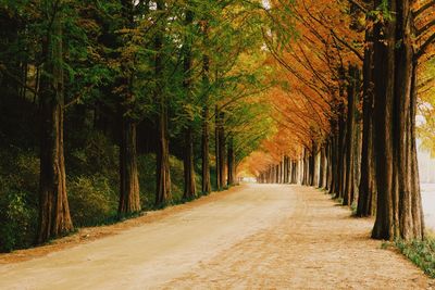 Road amidst trees in forest