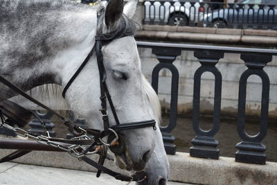 Close-up of a horse