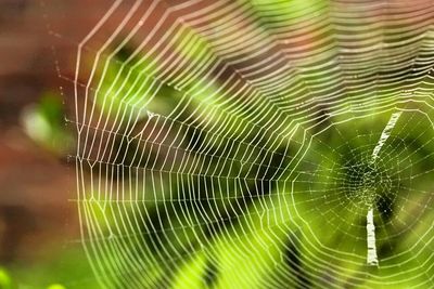 Close-up of spider web