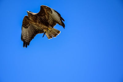 Low angle view of falcon flying in blue sky