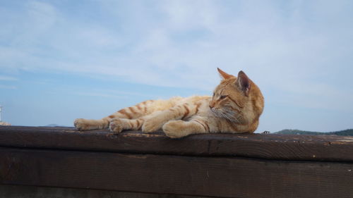 Cat sleeping on wood against sky