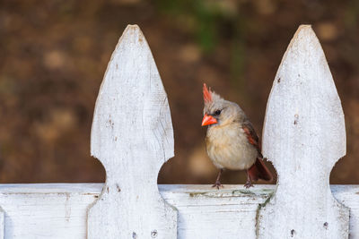 Close-up of cardinal perching on wood