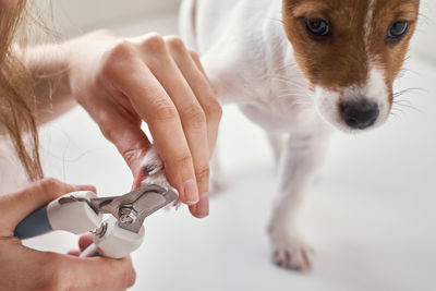 Owner cuts nails jack russel terrier puppy dog with scissors