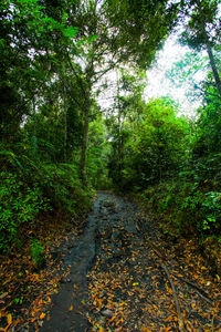 Road passing through forest