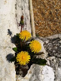 High angle view of yellow flowering plant on rock