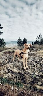 Dog standing on field against sky