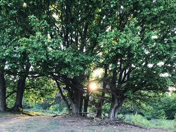 Sunlight streaming through trees in forest