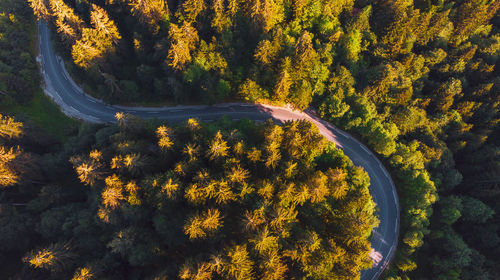 High angle view of trees by road in forest