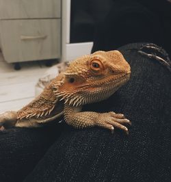 Close-up of a lizard