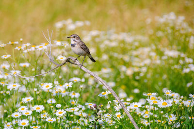 Bird perching on flowering plant