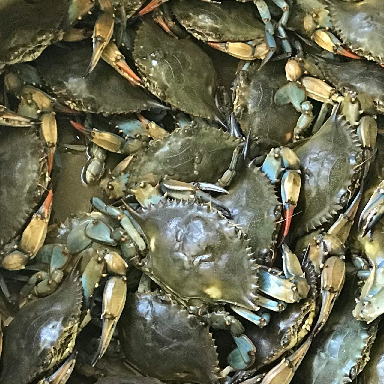 HIGH ANGLE VIEW OF FISHES IN CONTAINER