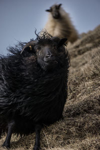 Portrait of a horse on a field