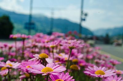 Close-up of pink flowering plants on field