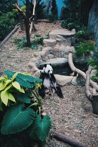 View of an animal on branch