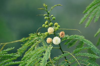plant